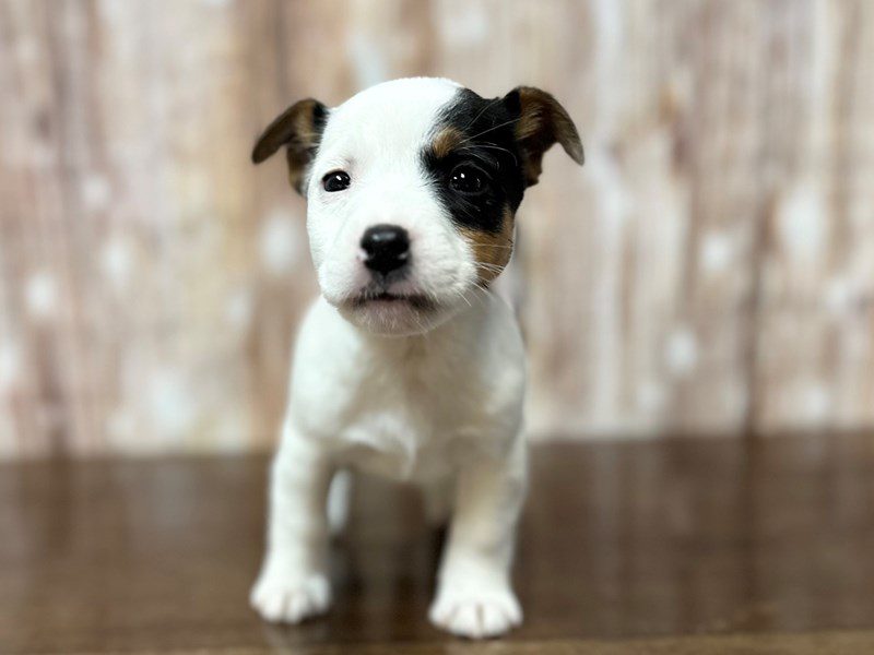 Jack Russell Terrier Dog Female White with black and brown 3984