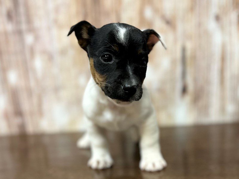Jack Russell Terrier Dog Female White with black and brown 3985