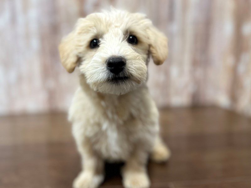 [#3990] Karson - Tan Male Westiepoo Puppies for Sale