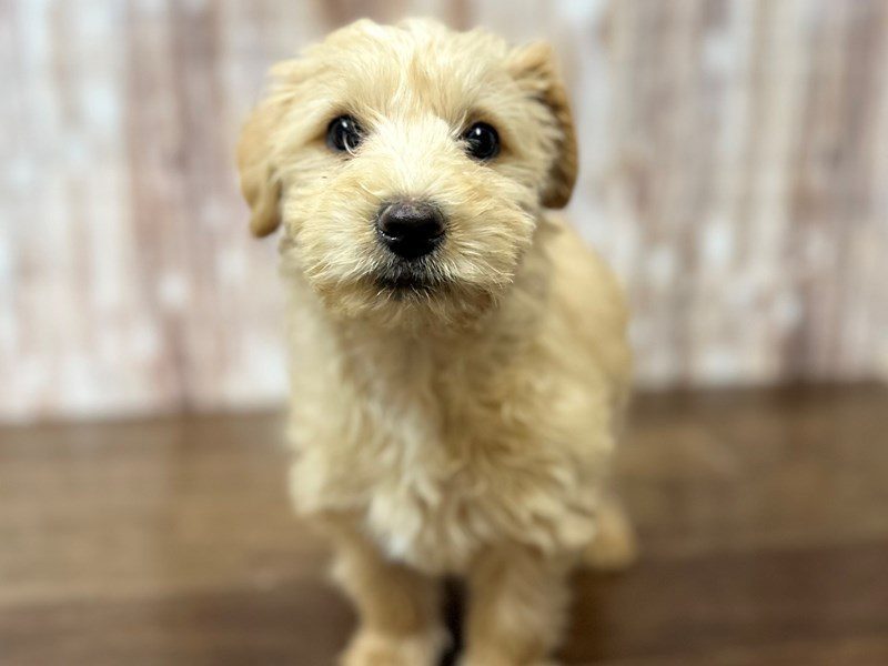 [#3991] Teddy - Tan Male Westiepoo Puppies for Sale