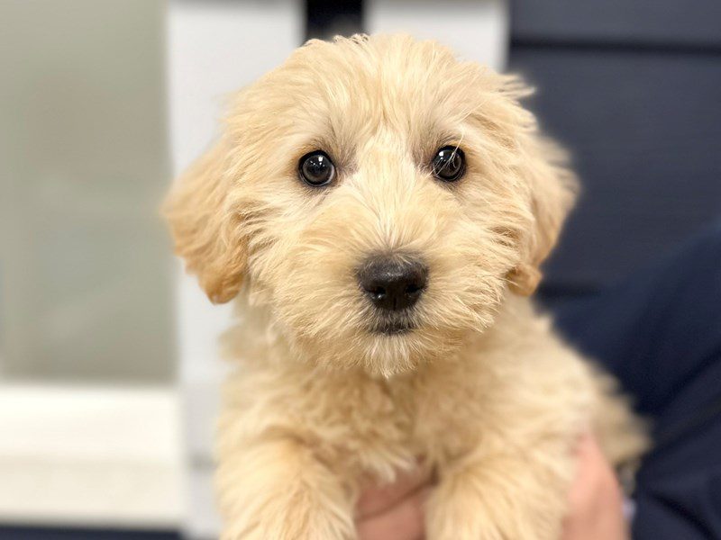 [#3988] Flora - Tan Female Westiepoo Puppies for Sale