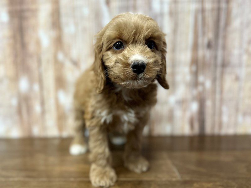 [#4009] Marcus - Tan with white Male Cockapoo Puppies for Sale