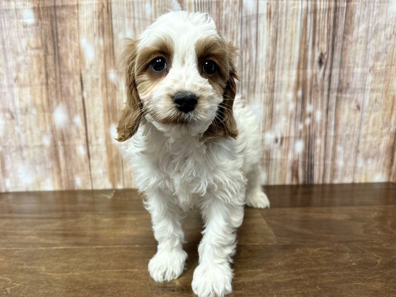 [#4012] Penni - White and brown Female Cockapoo Puppies for Sale