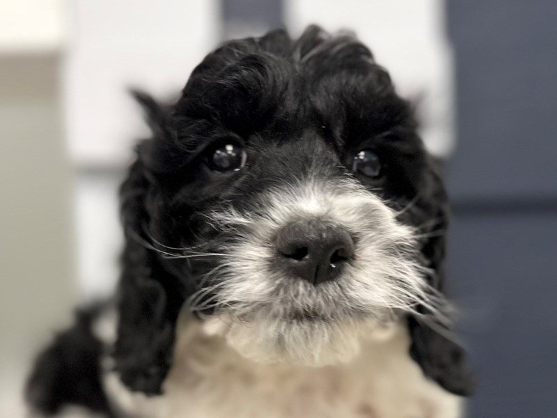 [#4008] Sparky - Black and white Male Cockapoo Puppies for Sale