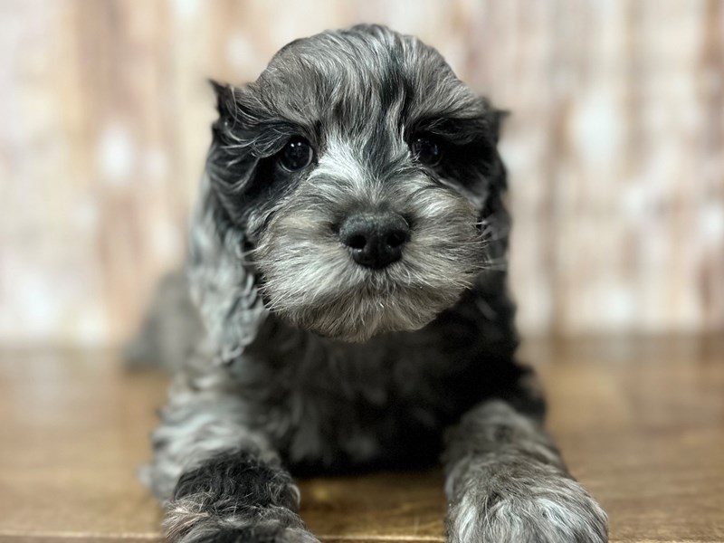 [#4010] Rockett - Blue Merle Male Cockapoo Puppies for Sale