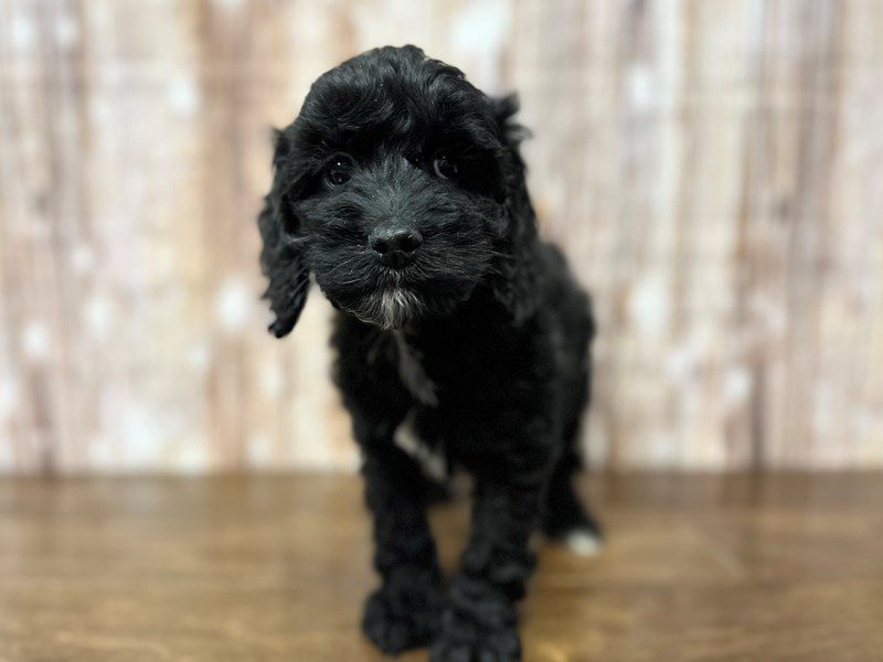 [#4013] Margo - Black Female Cockapoo Puppies for Sale