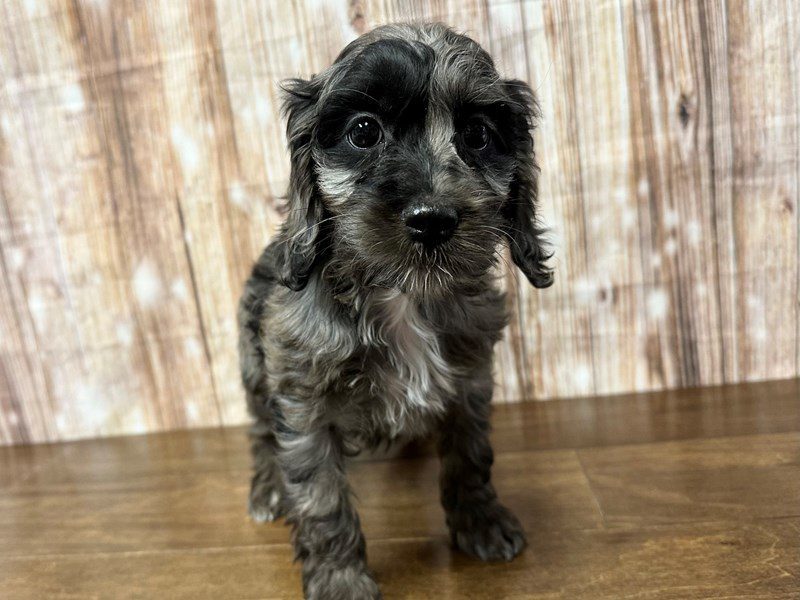 [#4011] Tilly - Blue Merle Female Cockapoo Puppies for Sale