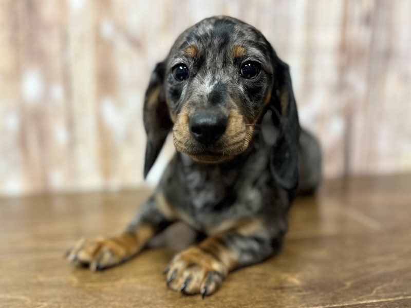 Dachshund Dog Male Silver Dapple 3995