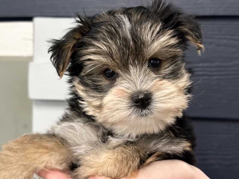 Morkie (Yorkshire Terrier X Maltese) Dog Female Black and tan 4016