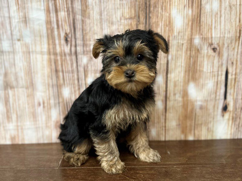 Yorkshire Terrier Dog Female Black and tan 4015