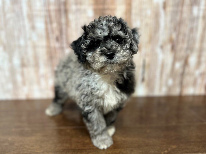 Bichapoo Dog Male Blue Merle 4027