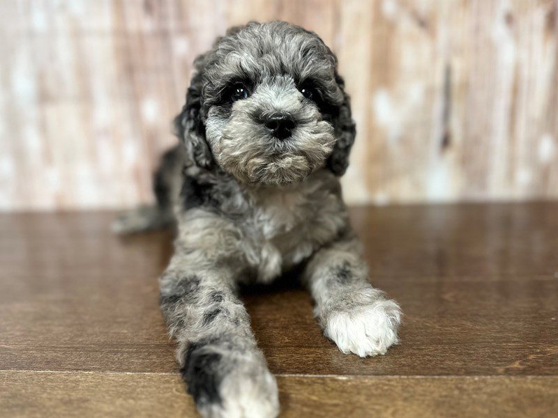 [#4023] Abbigale - Blue Merle Female Bichapoo Puppies for Sale