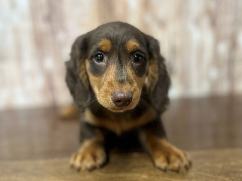 [#4037] Cupcake - Chocolate and tan Female Dachshund Puppies for Sale