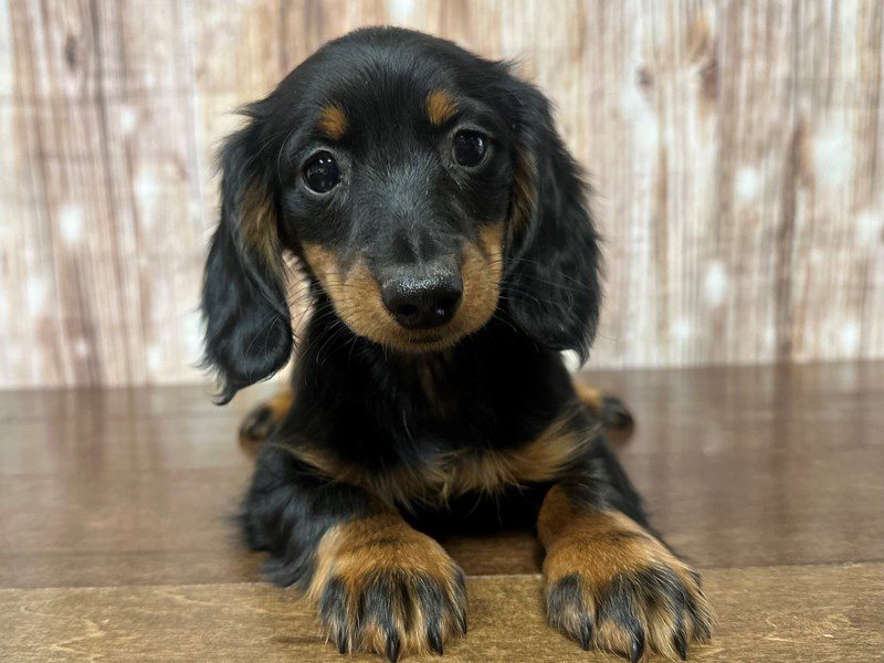 [#4036] Callie - Black and tan Female Dachshund Puppies for Sale