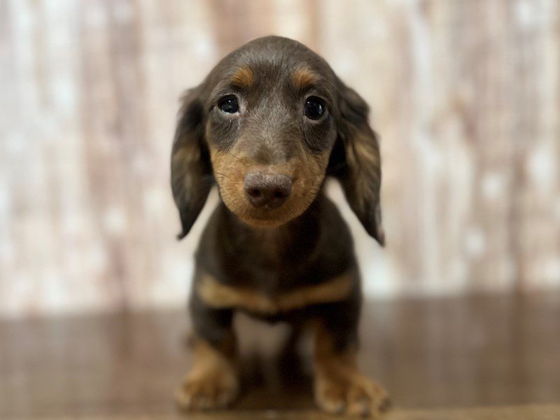 [#4035] Polly - Chocolate and tan Female Dachshund Puppies for Sale