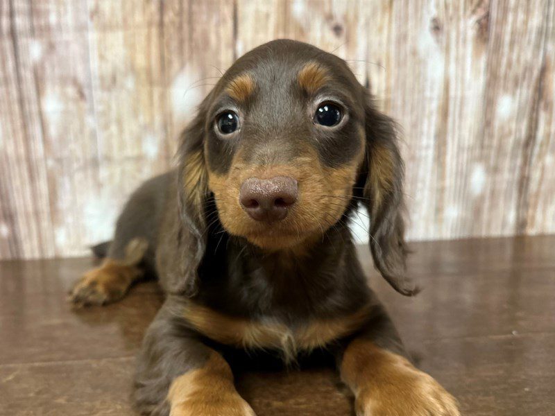 Dachshund Dog Male Chocolate and tan 4034