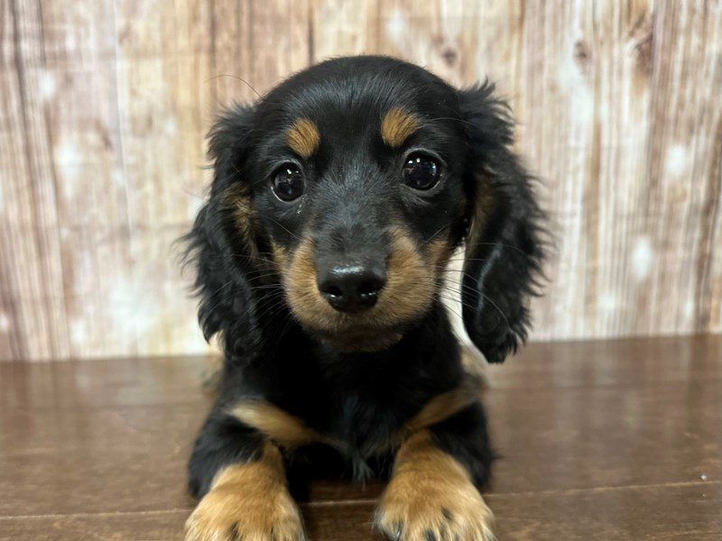 [#4031] Melanie - Black and tan Female Dachshund Puppies for Sale