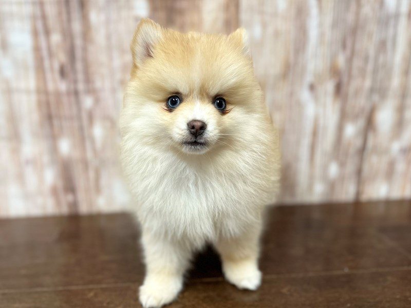 Pomsky Dog Female Cream 4020