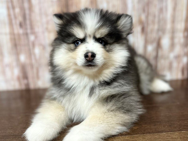 [#4018] Mal - Black, gray and white Male Pomsky Puppies for Sale