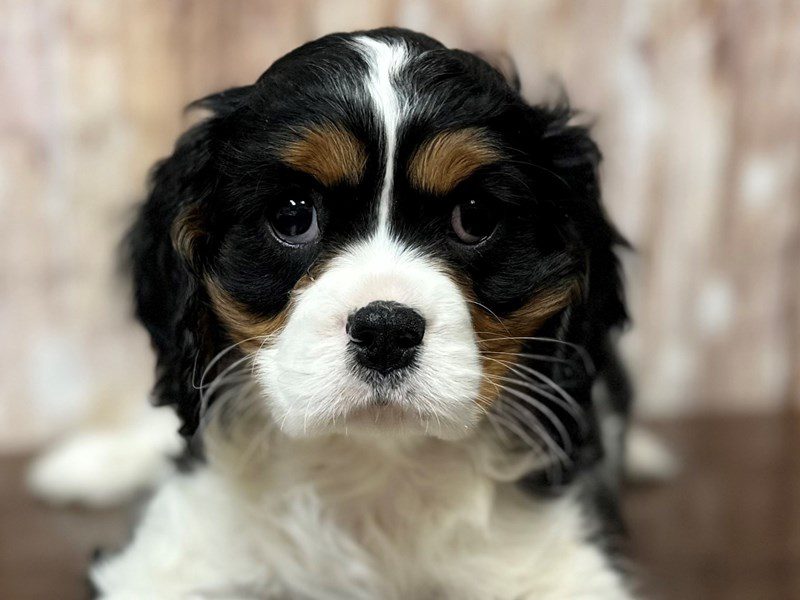 [#4028] Lane - Tri color Male Cavalier King Charles Spaniel Puppies for Sale