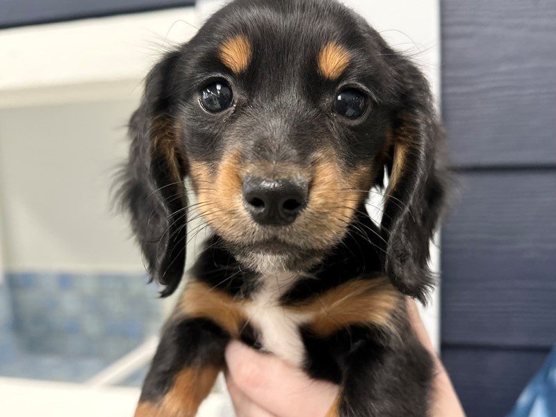 [#4032] Shelly - Black and tan with white Female Dachshund Puppies for Sale