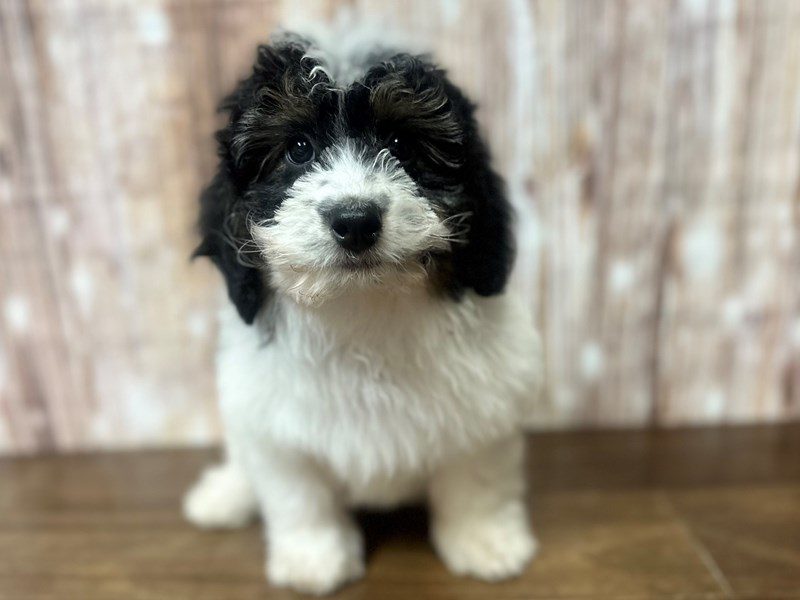 [#4050] Juliet - White and black with brown Female F1B Mini Bernedoodle Puppies for Sale