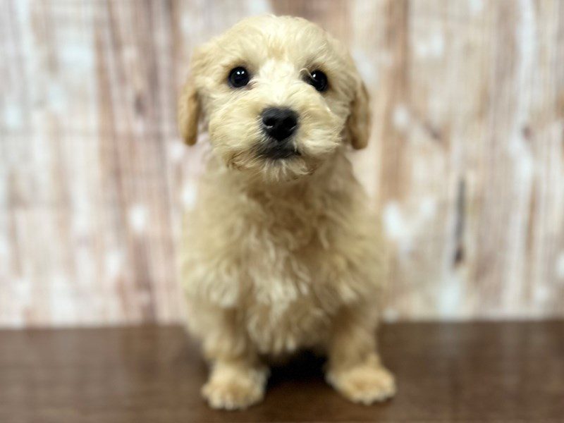 [#3989] Rooger - Tan Male Westiepoo Puppies for Sale