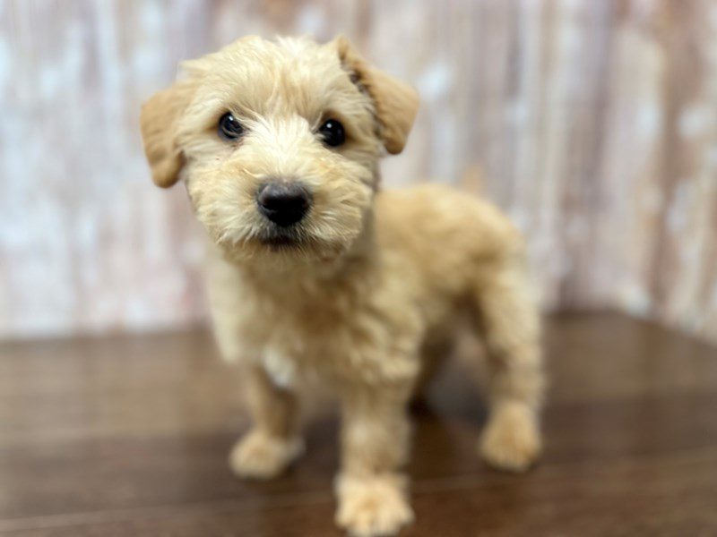 [#3992] Coop - Tan Male Westiepoo Puppies for Sale