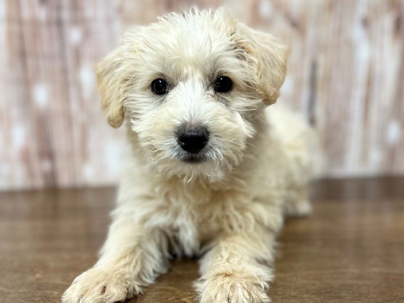 Westiepoo Dog Female Tan 3987