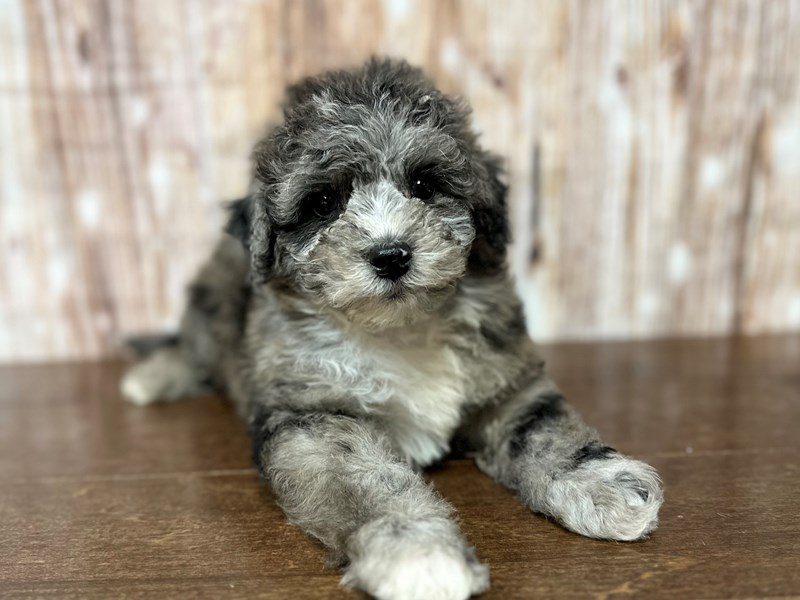 [#4026] Bentley - Blue Merle Male Bichapoo Puppies for Sale