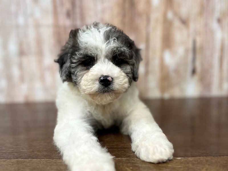 [#4024] Lady - Blue Merle and white Female Bichapoo Puppies for Sale