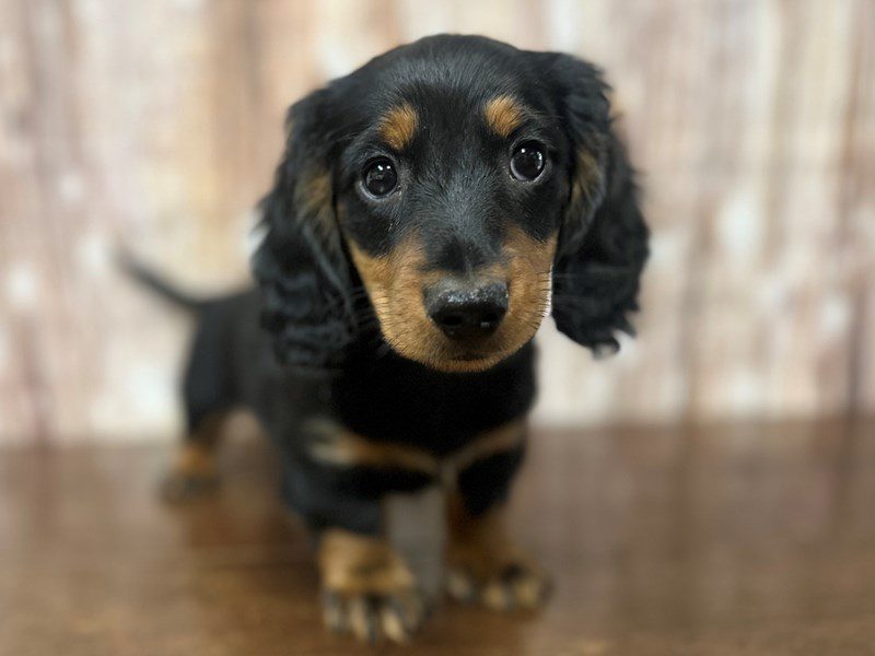 [#4033] Ollie - Black and tan Male Dachshund Puppies for Sale
