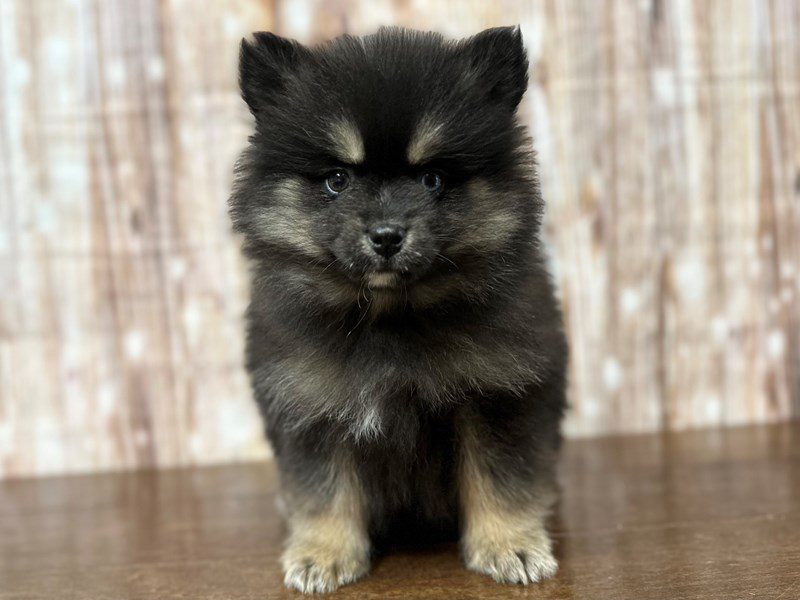 [#4021] Lilly - Black and tan Female Pomsky Puppies for Sale