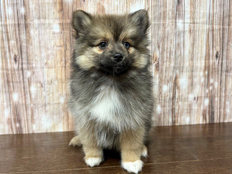[#4019] Opal - Brown and white Female Pomsky Puppies for Sale