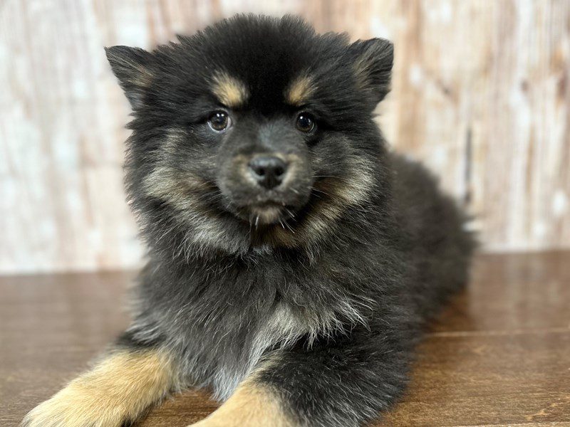 [#4017] Hugo - Black and tan Male Pomsky Puppies for Sale