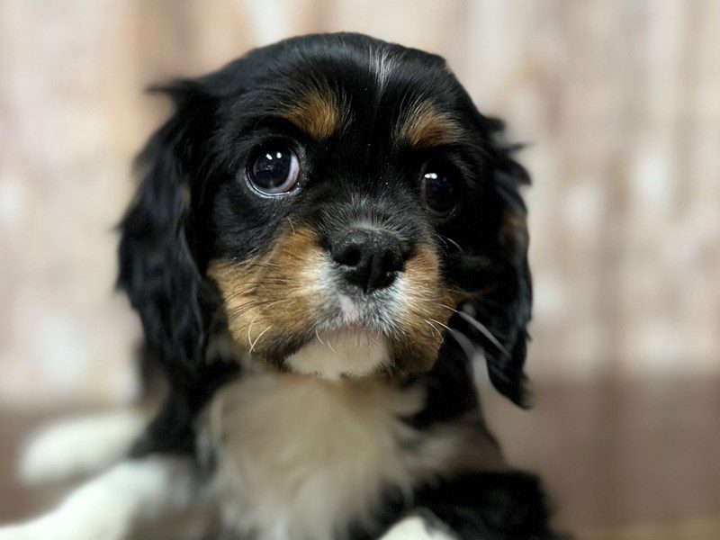 [#4029] Cricket - Tri color Male Cavalier King Charles Spaniel Puppies for Sale