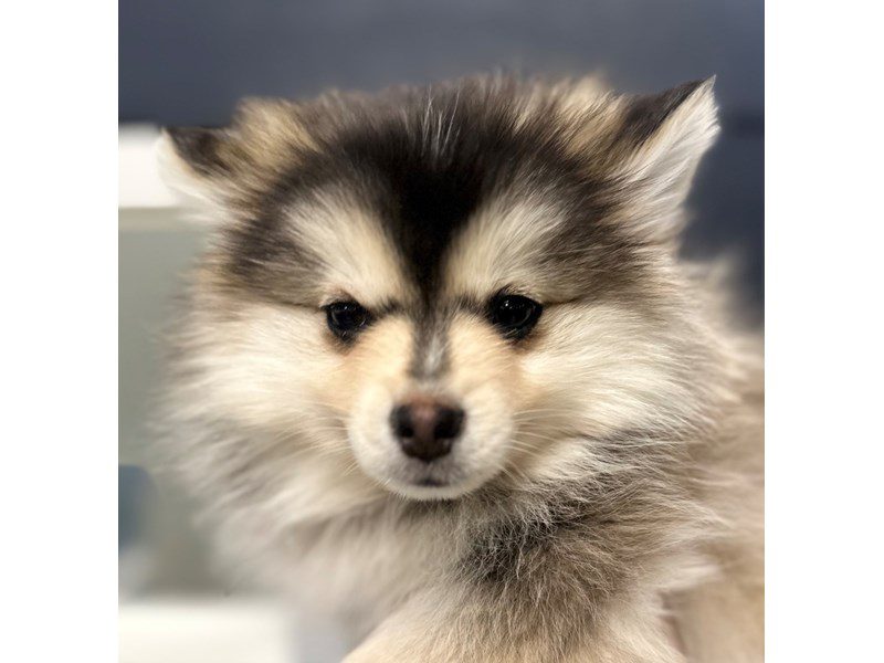 [#4022] Tinkerbelle - Black, gray and white Female Pomsky Puppies for Sale