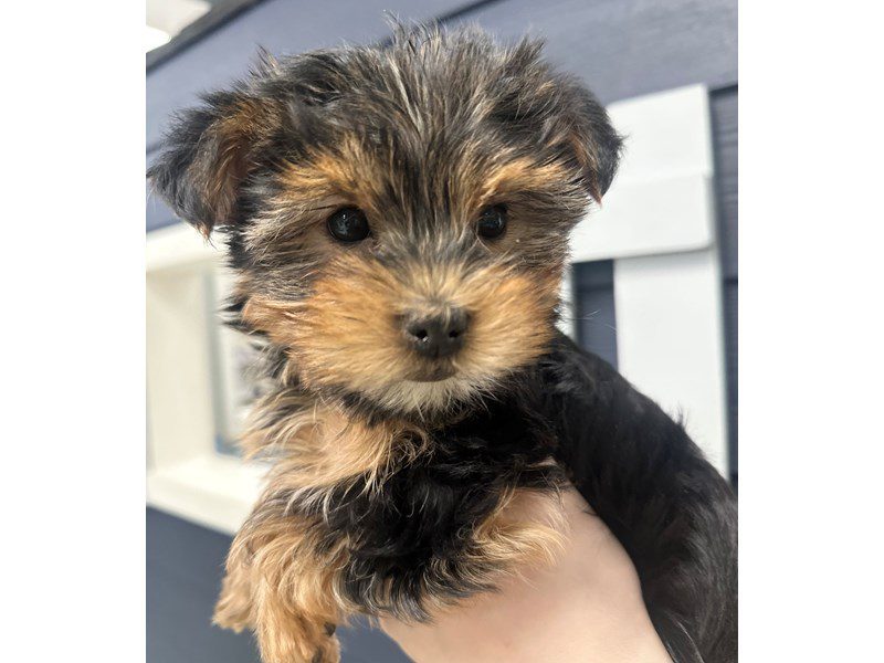 [#4014] Sara - Black and tan Female Yorkshire Terrier Puppies for Sale