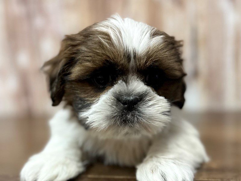 [#4045] Korbin - Brown and white Male Shih Tzu Puppies for Sale