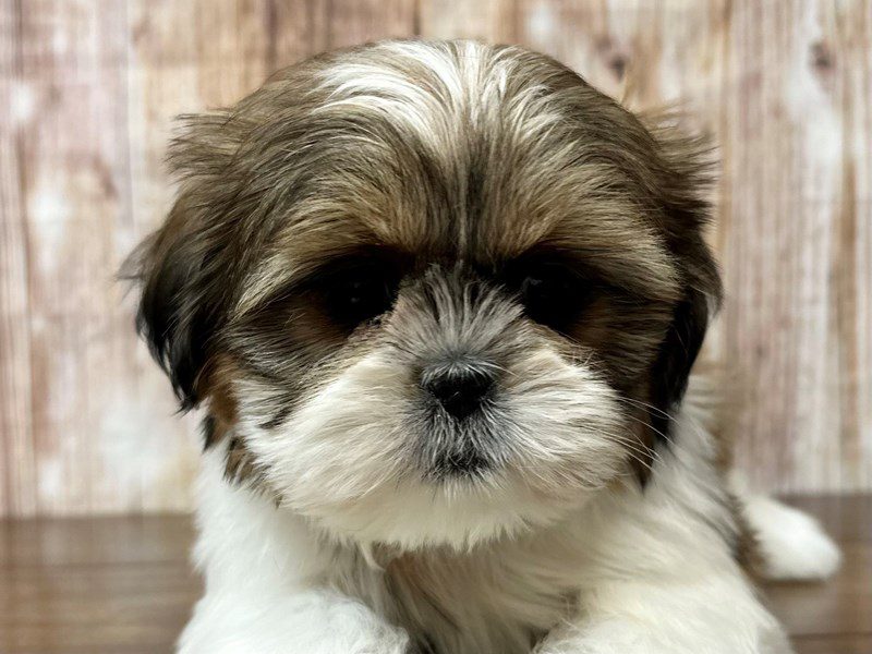 Shih Tzu Dog Female Brown and white 4047