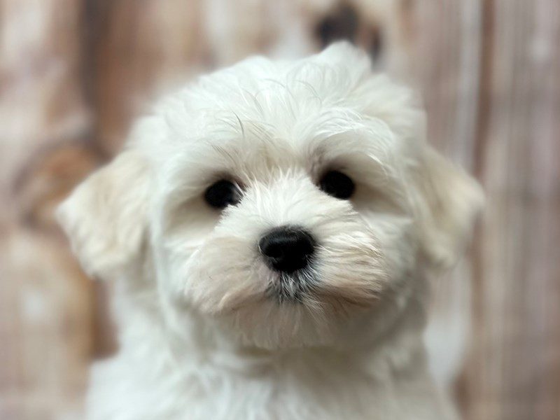 [#4038] Foster - White Male Maltese Puppies for Sale