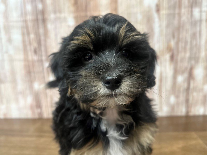 [#4052] Olive - Tri color Female F1B Mini Bernedoodle Puppies for Sale