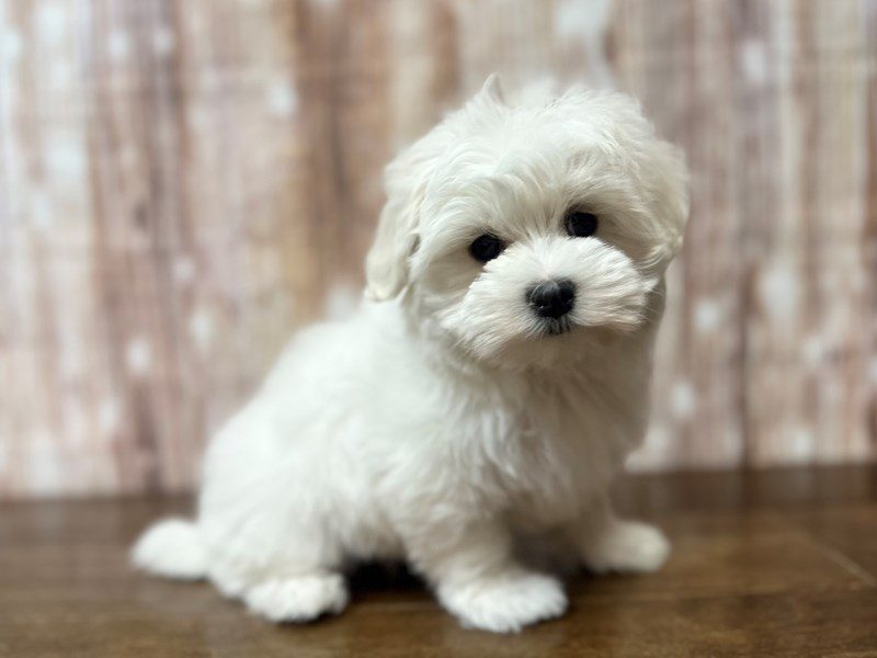 [#4040] Harry - White Male Maltese Puppies for Sale