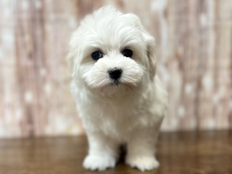 [#4041] Clover - White Female Maltese Puppies for Sale