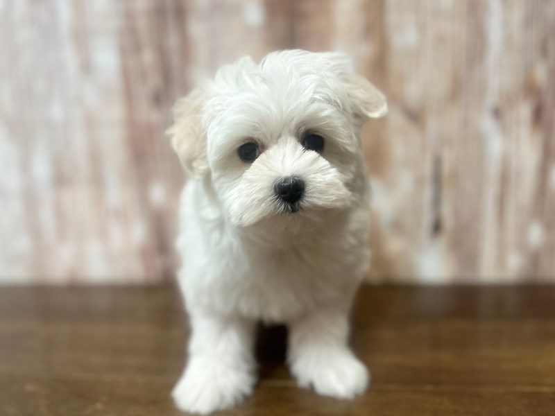 [#4042] Dori - White Female Maltese Puppies for Sale