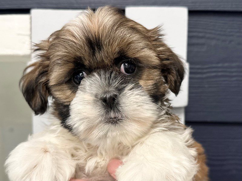 Shih Tzu Dog Male Brown and white 4043