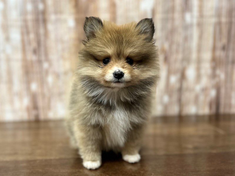 Pomeranian Dog Female Brown and white 4057