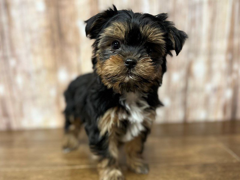 [#4055] Amaya - Black and tan with white Female Shorkie Puppies for Sale