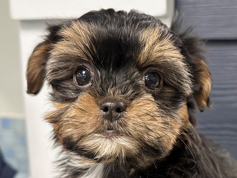 [#4056] Sophie - Black and tan with white Female Shorkie Puppies for Sale