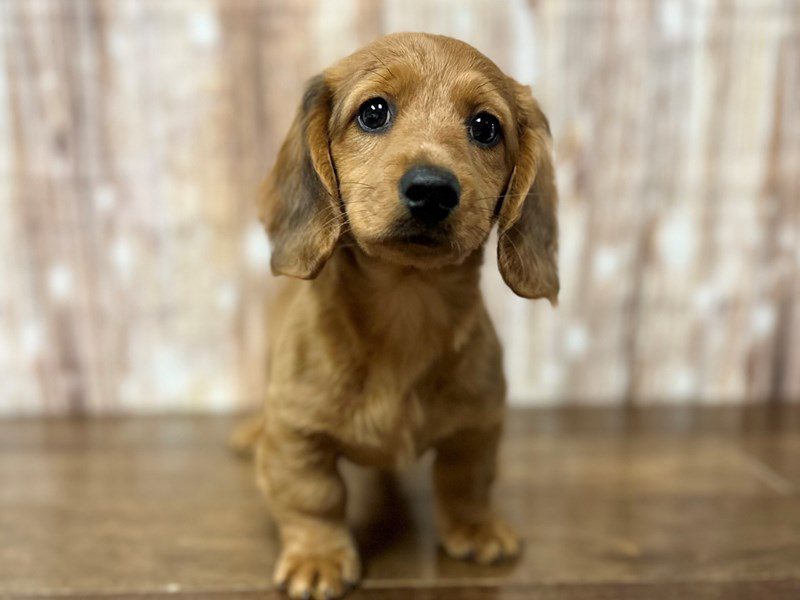 [#4058] Grady - Sable Male Dachshund Puppies for Sale